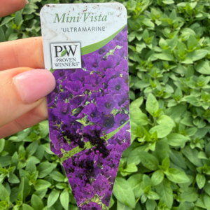 Supertunia 'Mini Vista Ultramarine' - obrazek 2