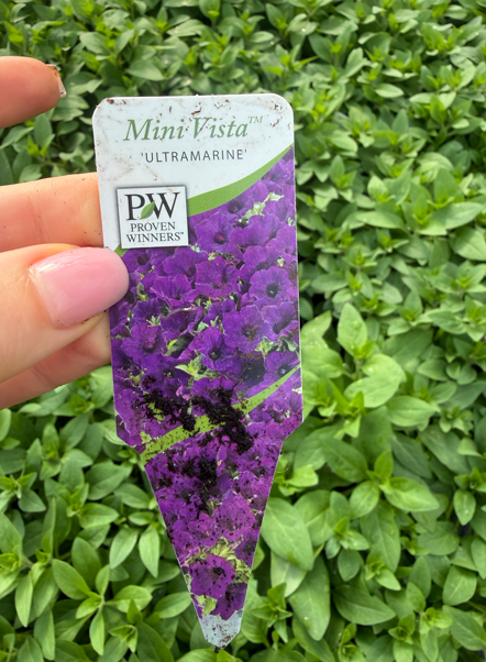 Supertunia 