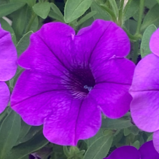 Supertunia 'Mini Vista Ultramarine'