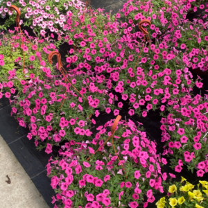 Supertunia 'Mini Vista Hot Pink' - obrazek 2