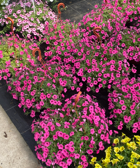 Supertunia 