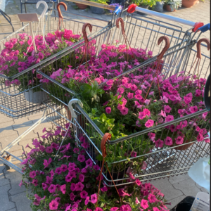 Supertunia 'Mini Vista Hot Pink' - obrazek 3