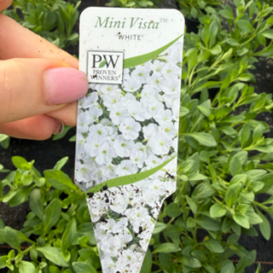 Supertunia 'Mini Vista White' - obrazek 2