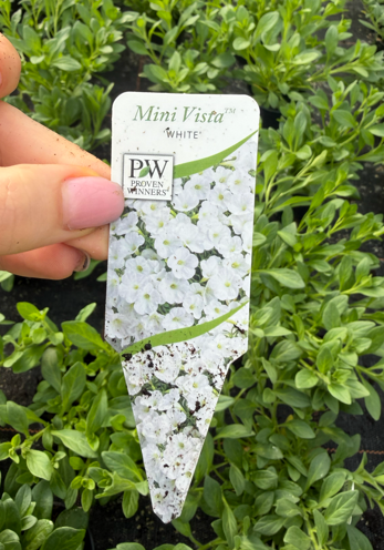Supertunia 'Mini Vista White'