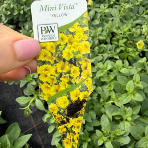Supertunia 'Mini Vista Yellow' - obrazek 2