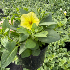 Supertunia 'Mini Vista Yellow' - obrazek 3