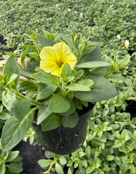 Supertunia 