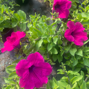 Surfinia Purple "Purpura" - obrazek 4