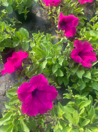 Surfinia Purple "Purpura"