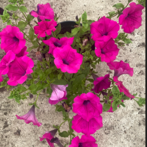 Surfinia Purple "Purpura" - obrazek 5