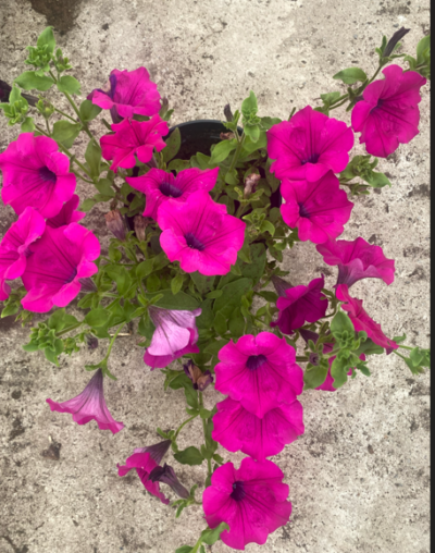 Surfinia Purple "Purpura"