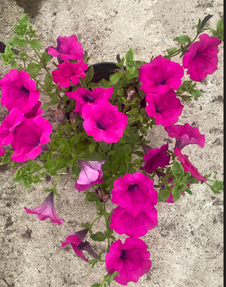 Surfinia Purple "Purpura" - obrazek 5