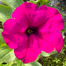Surfinia Purple "Purpura"
