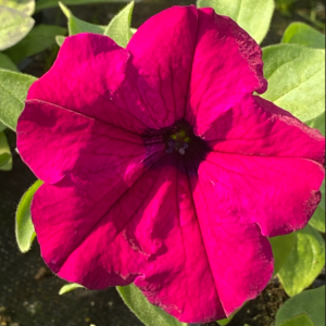 Surfinia Purple "Purpura" - obrazek 6