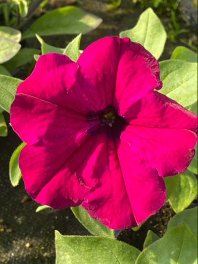 Surfinia Purple "Purpura"