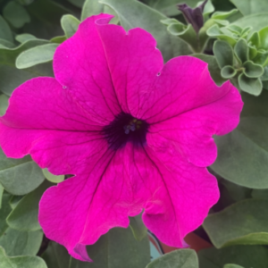 Surfinia Purple "Purpura" - obrazek 7