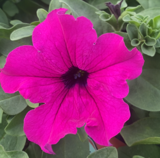 Surfinia Purple "Purpura" - obrazek 7