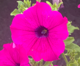 Surfinia Purple "Purpura" - obrazek 8