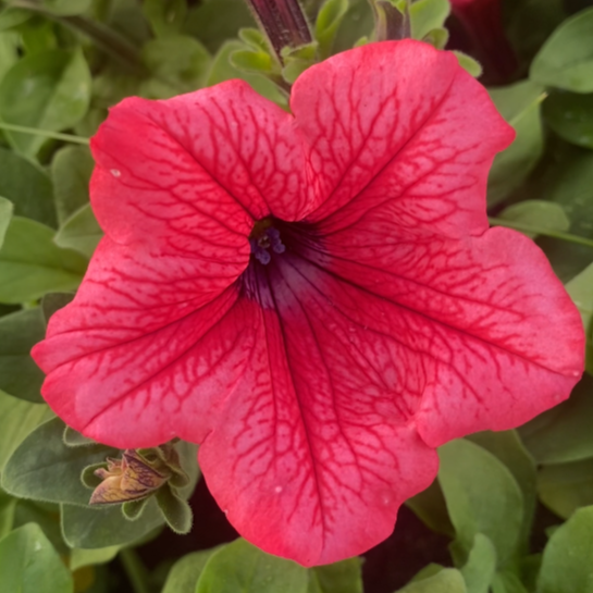 Surfinia Hot Pink Cherry - obrazek 1