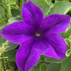 Surfinia Violet
