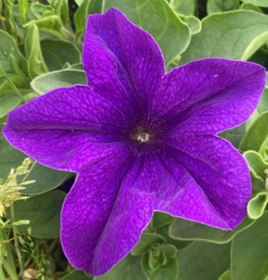 Surfinia Violet