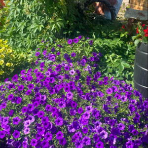Supertunia 'Mini Vista Ultramarine' - obrazek 5