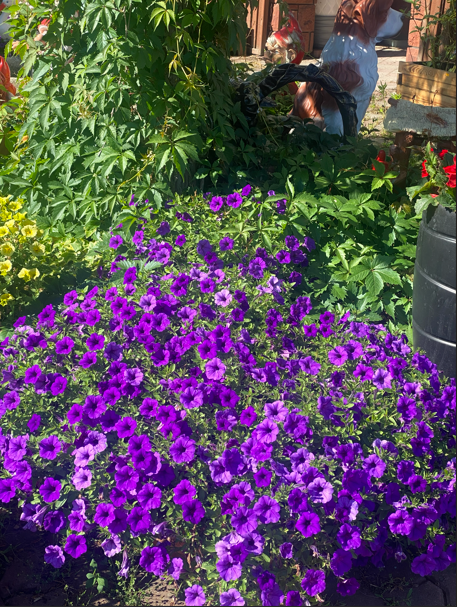 Supertunia 
