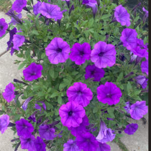 Supertunia 'Mini Vista Ultramarine' - obrazek 6