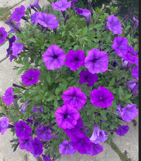 Supertunia 
