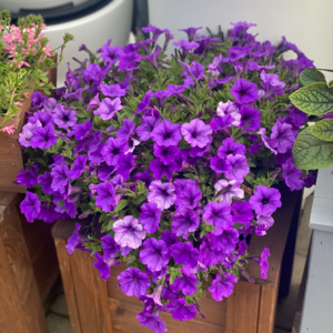 Supertunia 'Mini Vista Ultramarine' - obrazek 7