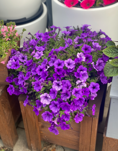 Supertunia 'Mini Vista Ultramarine'