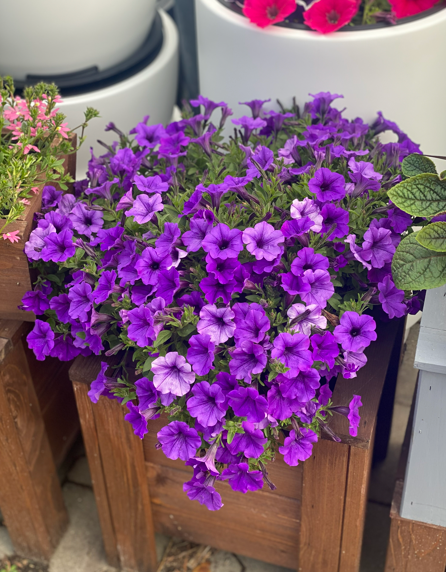 Supertunia 