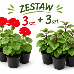 Zestaw: 3x Pelargonia czerwona stojąca + 3x Komarzyca