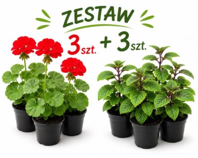 Zestaw: 3x Pelargonia czerwona stojąca + 3x Komarzyca