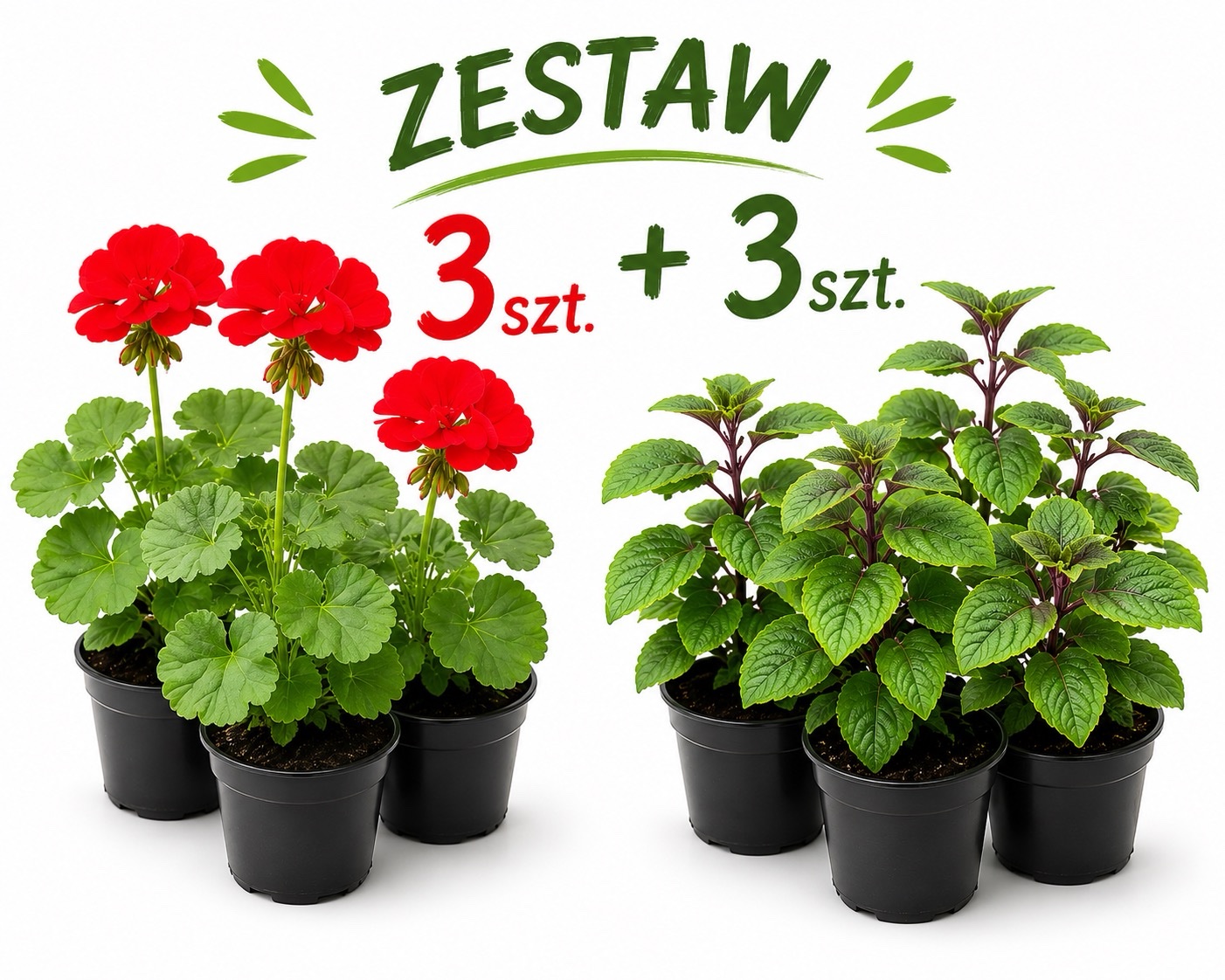 Zestaw: 3x Pelargonia czerwona stojąca + 3x Komarzyca - obrazek 1