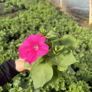 Surfinia 'Conchita Grande Pink' - obrazek 6