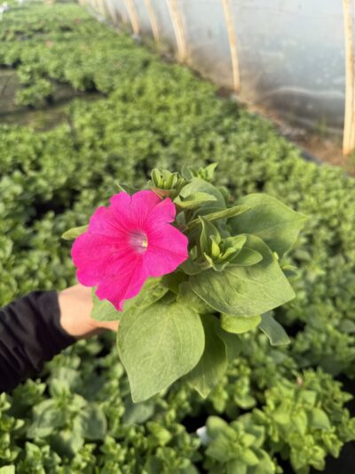 Surfinia 'Conchita Grande Pink'