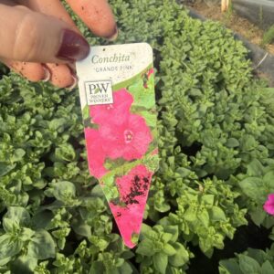 Surfinia 'Conchita Grande Pink' - obrazek 4
