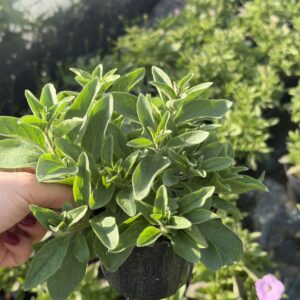 Supertunia 'Vista Cool Jazz' - obrazek 4