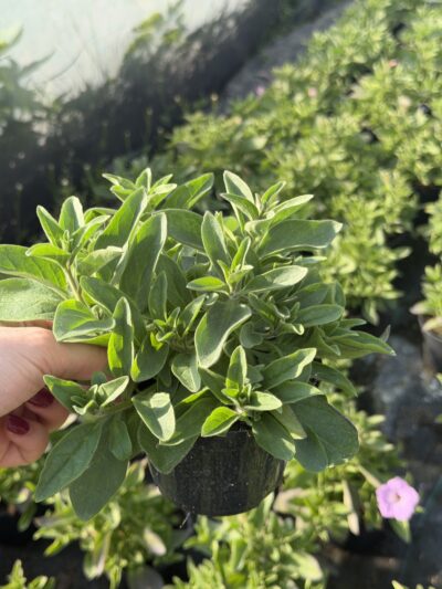 Supertunia 'Vista Cool Jazz'