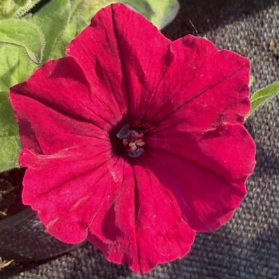 Supertunia 'Vista Fuchsia'