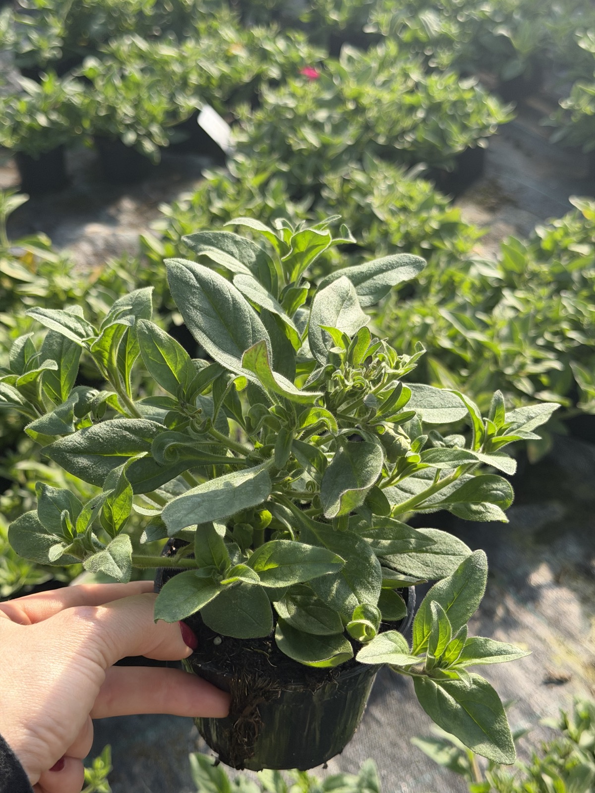 Supertunia 