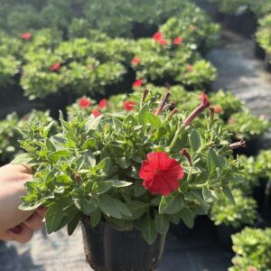 Supertunia 'Mini Vista Coral' NOWOŚĆ