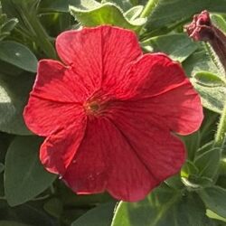 Supertunia 'Mini Vista Coral' NOWOŚĆ