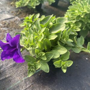 Surfinia Violet - obrazek 2
