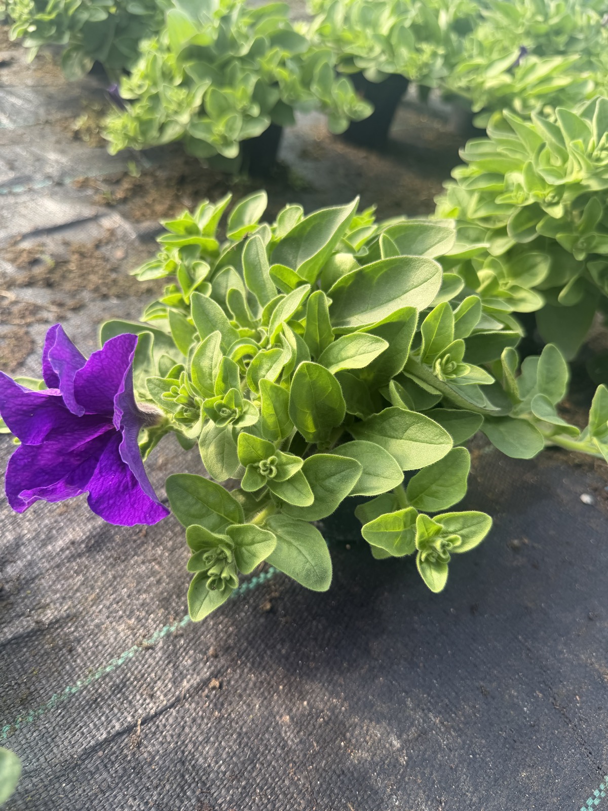 Surfinia Violet - obrazek 2