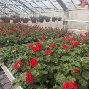 Pelargonia czerwona stojąca pełna - obrazek 3