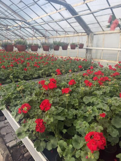 Pelargonia czerwona stojąca pełna