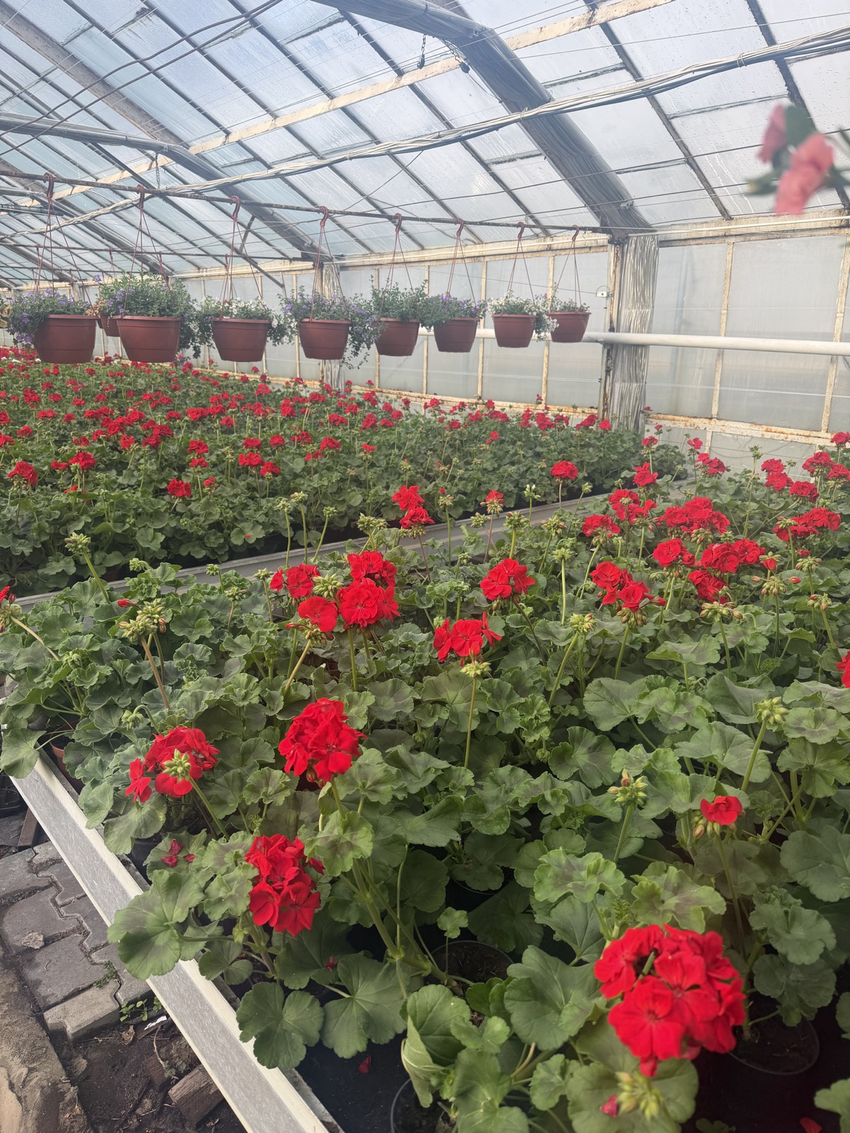 Pelargonia czerwona stojąca pełna - obrazek 3