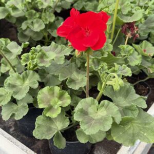 Pelargonia czerwona stojąca pełna - obrazek 2